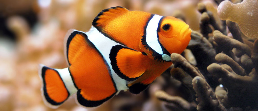 在线短信网页版免费版